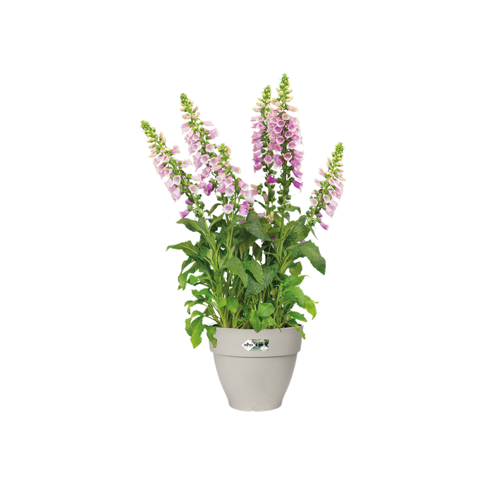 vibiacampana round 30cm silky white